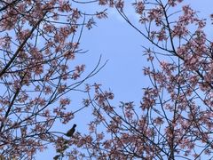-和顺古镇