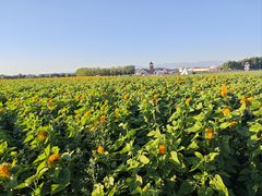 -新疆国际大巴扎