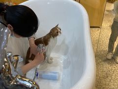 -momokira米努特·德文卷毛猫·棉花面纱犬