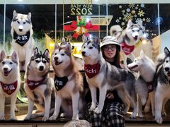 -Husky Go! 哈士奇体验馆·宠物咖啡厅狗咖