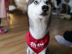 -Husky Go! 哈士奇体验馆·宠物咖啡厅狗咖