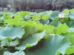 -陈家山荷花公园