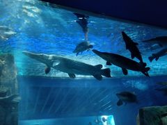 -石家庄海洋公园