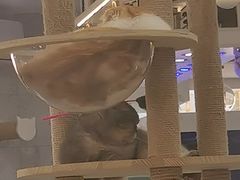 -喵园·猫主题咖啡厅·撸猫·猫咖(国贸店)