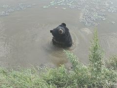 -黑瞎子岛探秘野熊园