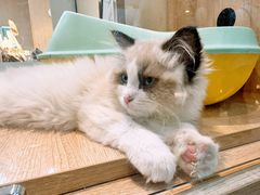 -BABIT巴比特宠物(MOMOPARK店)