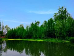 -桤木河湿地公园