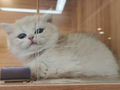 -猫十亿·布偶金渐层·曼基康矮脚猫舍(青年路店)