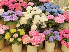 -上海鲜花港