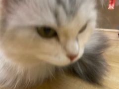 -Meowの猫咖(万家丽店)