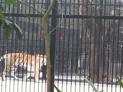 -广东茂名森林公园