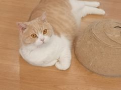 -MOYOYO猫咪咖啡店
