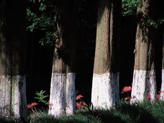 -黄海国家森林公园