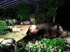 -上海野生动物园