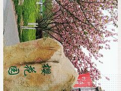 -高东镇樱花园