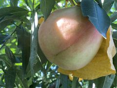 -老袁家蜜桃农场·阳山水蜜桃