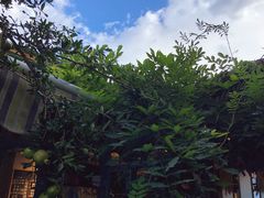 -喵屿·大理花园猫咖