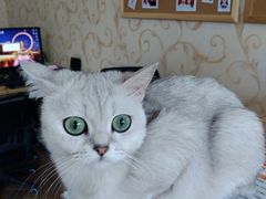 -青春加萌照相馆