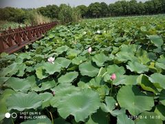 -荷塘月色湿地公园·向阳花洲