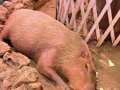 -正佳雨林生态植物园