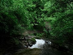 -王顺山国家森林公园