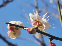 -荔枝公园(福田区)