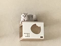 -藏猫猫咖啡主题馆(中央大道店)