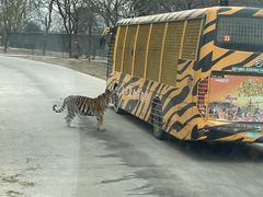 -上海野生动物园老虎餐厅