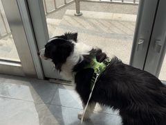 -美联众合爱康动物医院•复杂内科•肿瘤科•牙科•腔镜诊疗中心
