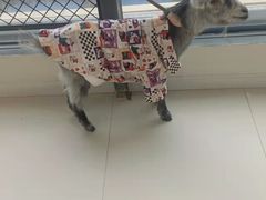 -怪兽屋·羊驼·猫咖·狗咖(俊华广场店)