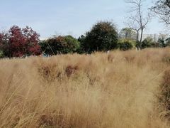 -艾溪湖湿地公园