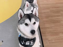 -Husky Go! 哈士奇体验馆·宠物咖啡厅狗咖