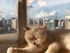 -Heymao猫咖.咖啡厅(东门店)