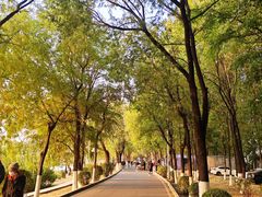 -丁香湖公园