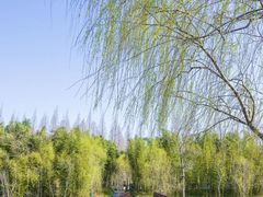 -黄海国家森林公园