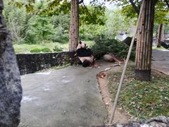 -都江堰中华大熊猫苑