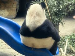 -石家庄市动物园