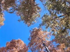 -黄海国家森林公园