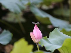 -荷塘月色湿地公园·向阳花洲