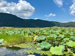 -腾冲北海湿地