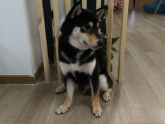 -柴迷FANS CLUB·柴犬狗咖·猫咖