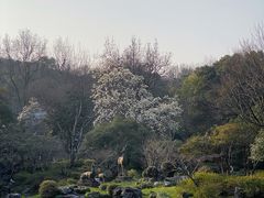-杭州植物园