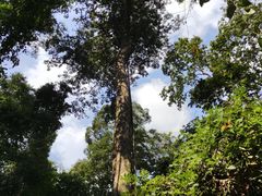 -西双版纳原始森林公园