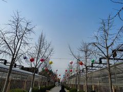 -菊园百果园