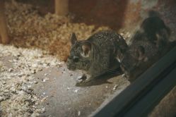 -酷嗒动物文化乐园(cutezoo西溪乐天城店)