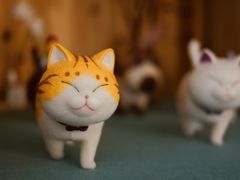 -猫在这儿猫咪咖啡馆·撸猫馆
