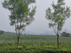 -北京张裕爱斐堡酒庄