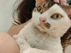 -momokira米努特·德文卷毛猫·棉花面纱犬