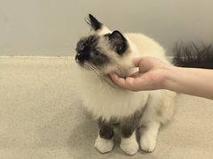 -共舞时光猫咖·狗咖(新街口店)