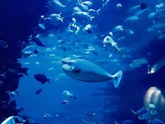 -迪拜帆船酒店海底餐厅